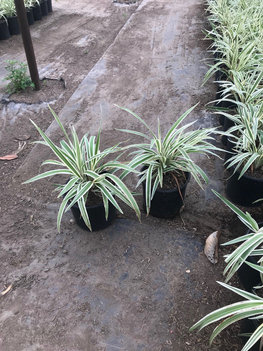 Buy Podocarpus macrophyllus 'Maki' (Patio Tree)