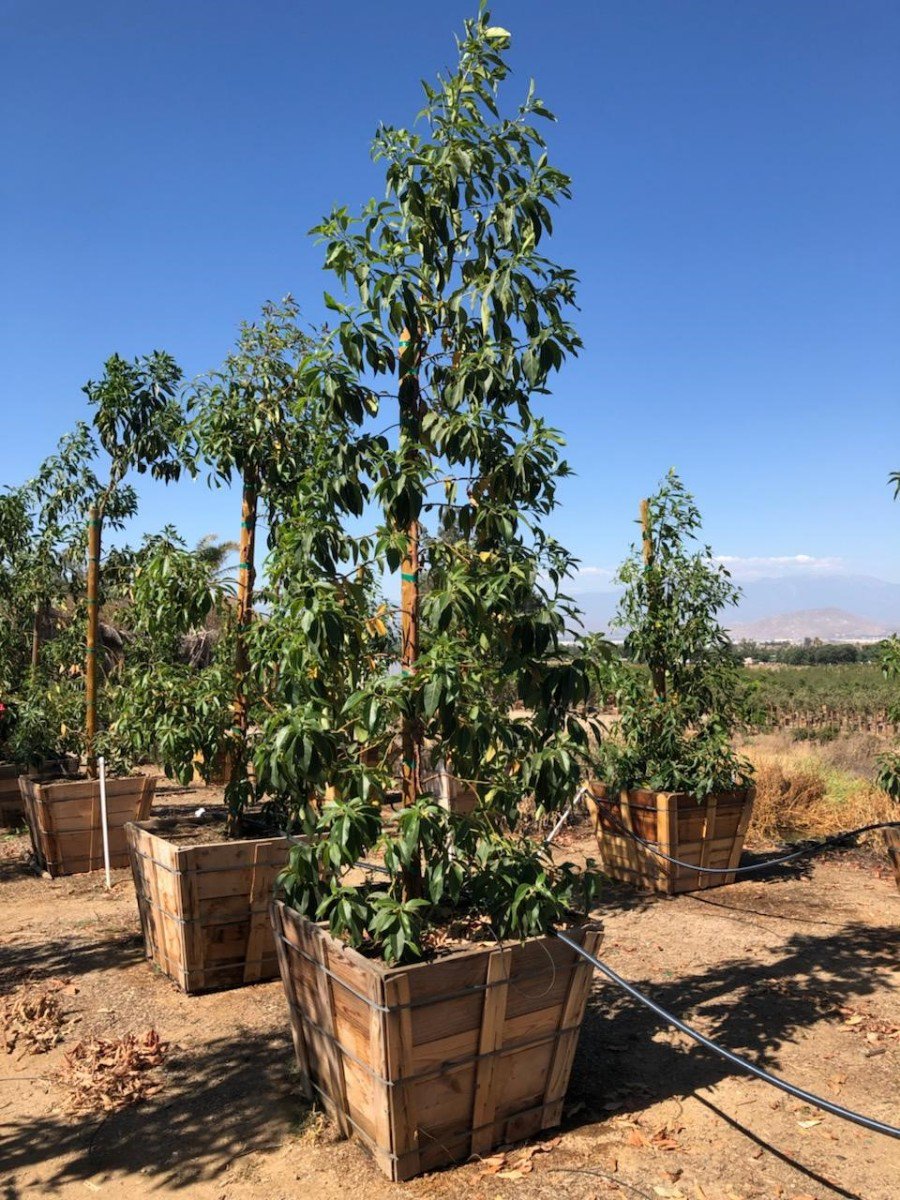 Buy Lophostemon confertus (Tristania conferta)(Low Branching)