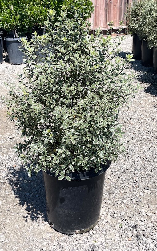 Buy Pittosporum tenuifolium 'Marjorie Channon' (Variegated Kohuhu)