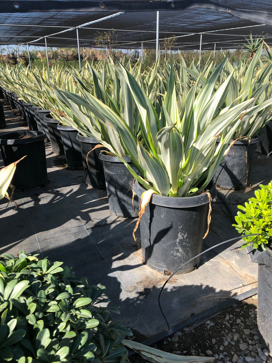 Buy Furcraea foetida 'Variegata' (Variegated False Agave) | Bidscape