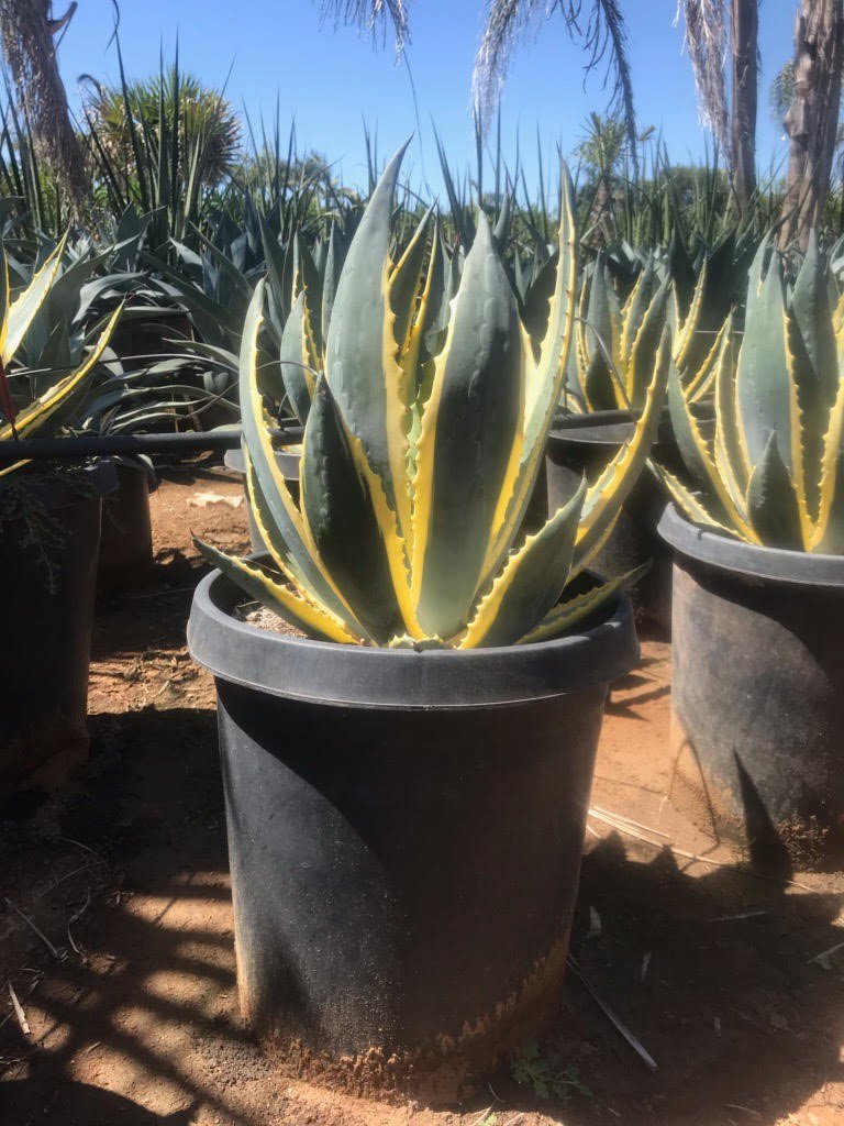 Buy Agave americana var. marginata (Variegated Century Plant)