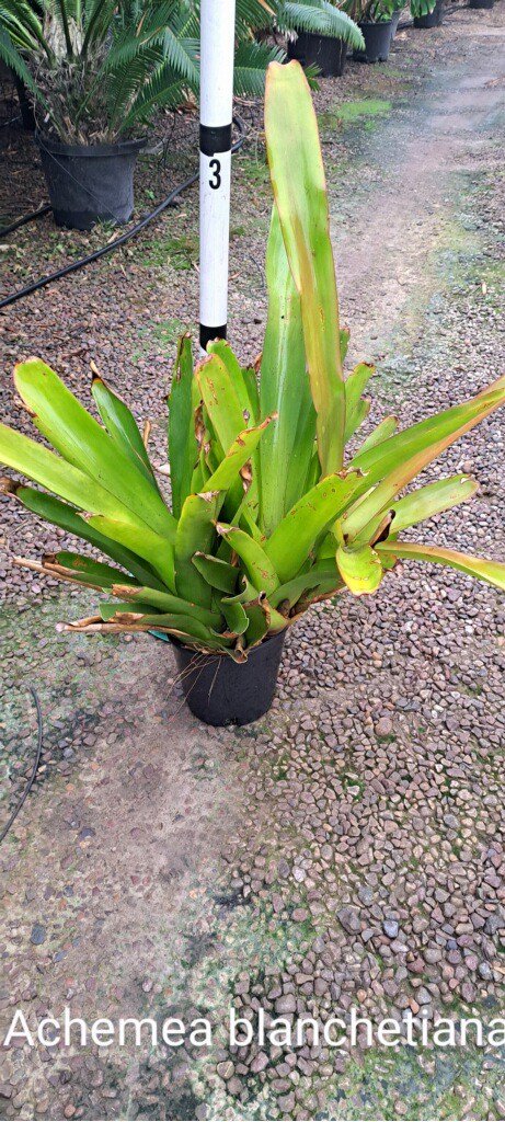 Buy Aechmea blanchetiana 'Wally Berg' (Wally Berg Bromeliad)