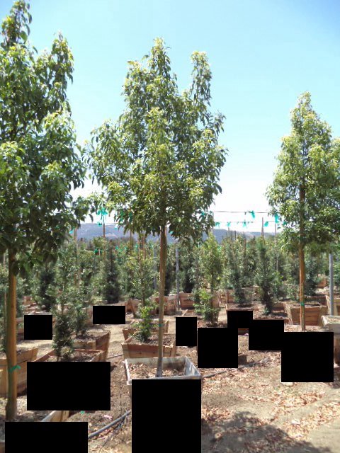 Buy Cinnamomum Camphora (Camphor Tree) | Bidscape