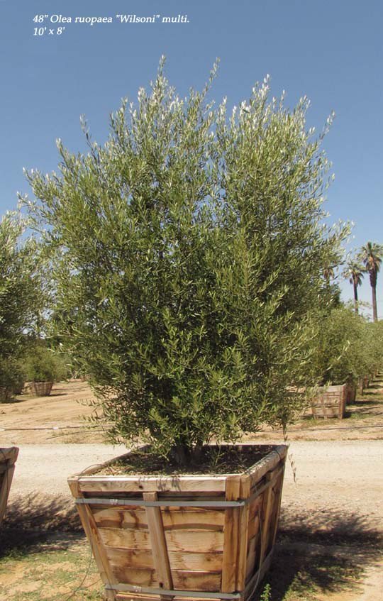 Buy Olea europaea 'Fruitless' (Fruitless Olive) | Bidscape