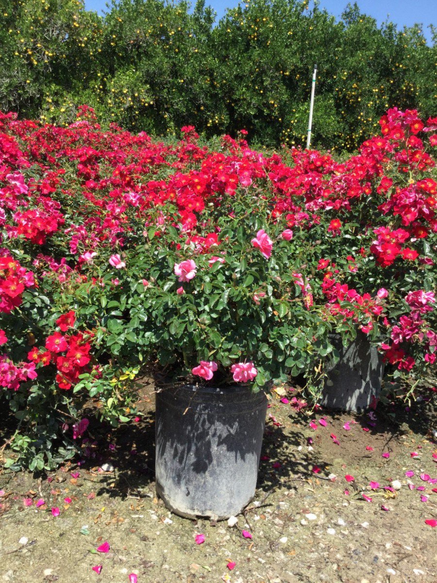 Buy Rosa 'Flower Carpet Red' (Flower Carpet Red Groundcover Rose)