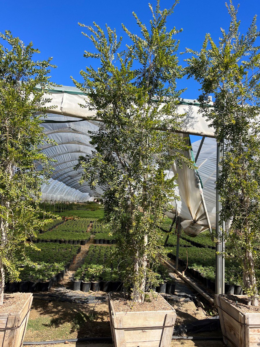 Buy Melaleuca quinquenervia (Multi) (Cajeput Tree, Paperbark Tree)