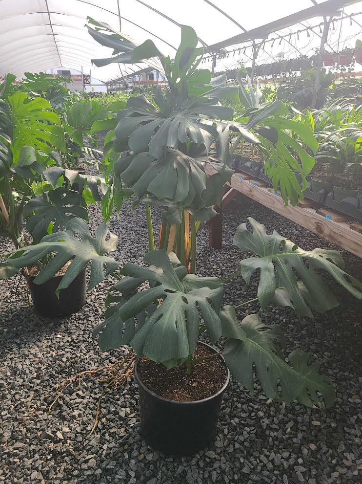 buy pineapple plant asda Pineapple Plant
