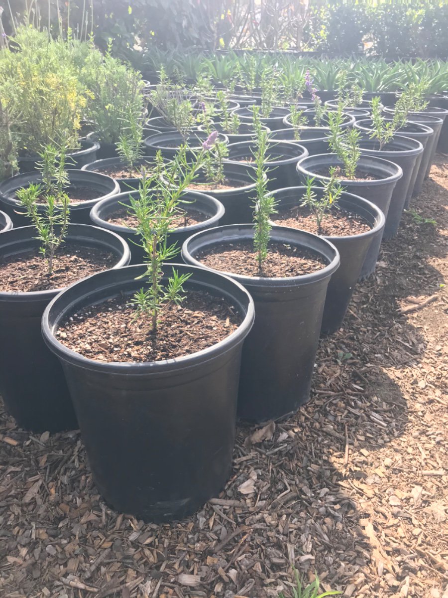 Buy Salvia canariensis (Canary Island Sage) | Bidscape