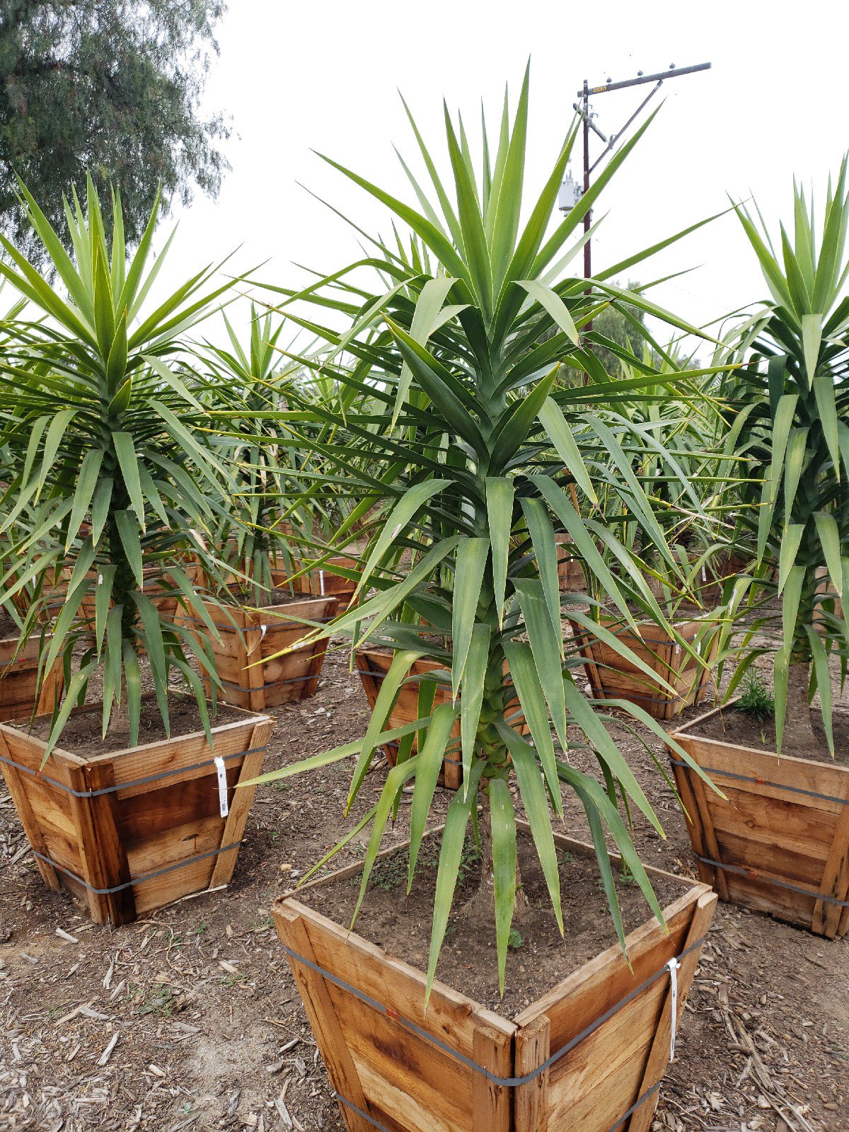 Buy Yucca rigida (Tree Form) (Blue Yucca) | Bidscape