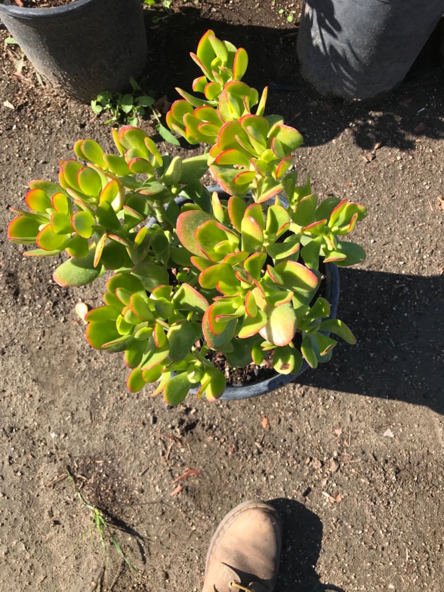 Buy Crassula ovata 'Pink Beauty' (Pink Beauty Jade Plant )