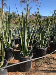 Buy Furcraea macdougallii (MacDougall's Furcraea) | Bidscape