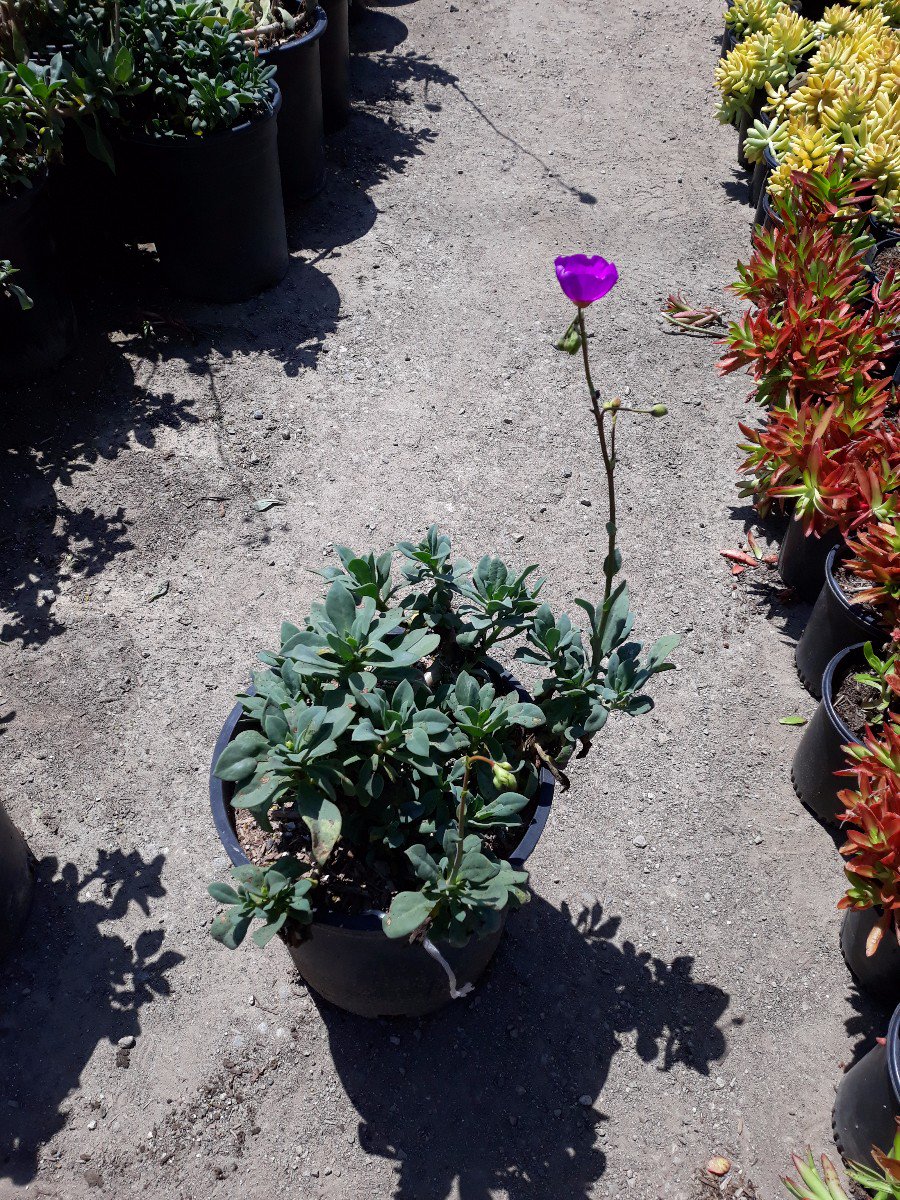 wildflower seeds pennsylvania Bulk Pennsylvania Wildflower Seed Mix