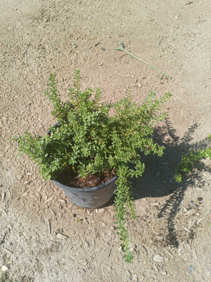 Buy Myoporum parvifolium 'Pink'