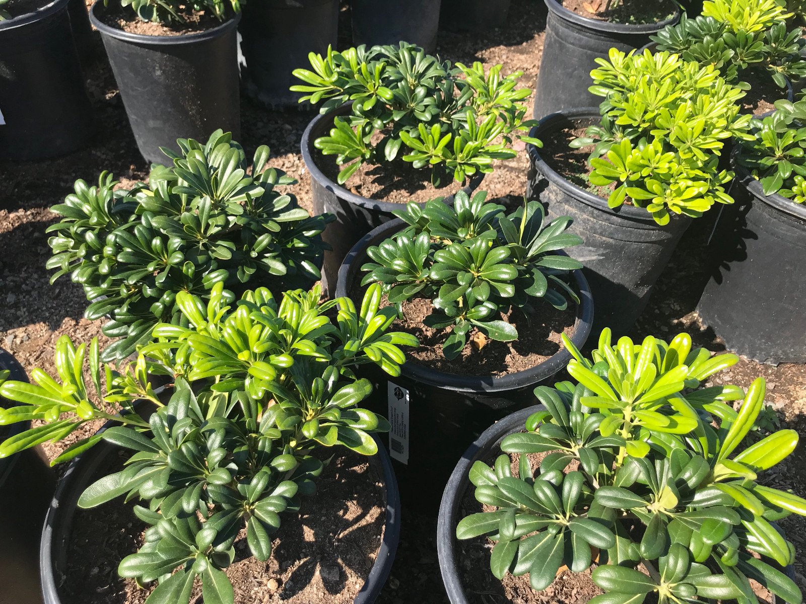 Buy Pittosporum tobira 'Wheeler's Dwarf'