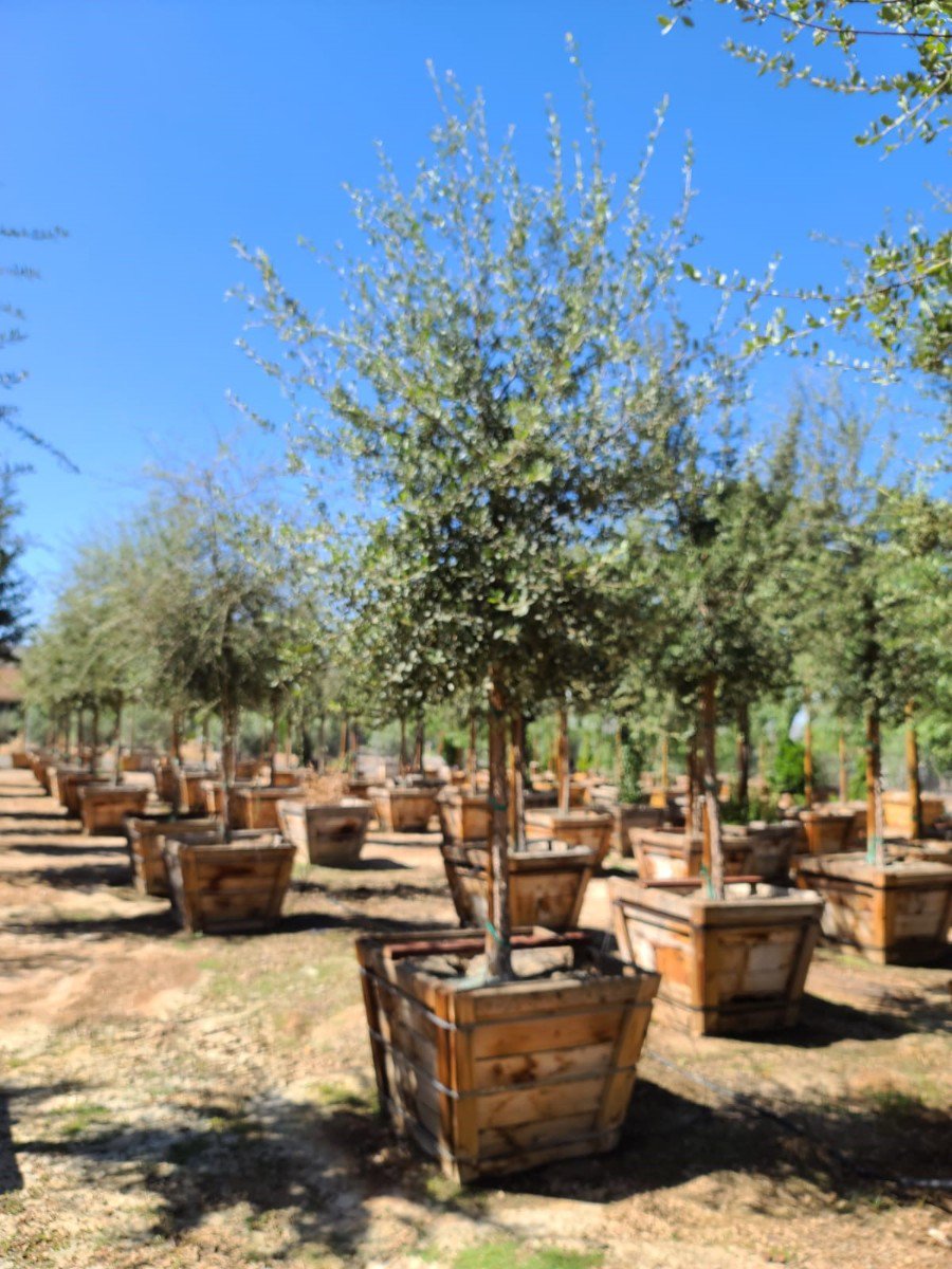 現品】コルクの木 コルクガシ 樫の木 Quercus subur 8号 RD番 樹齢230