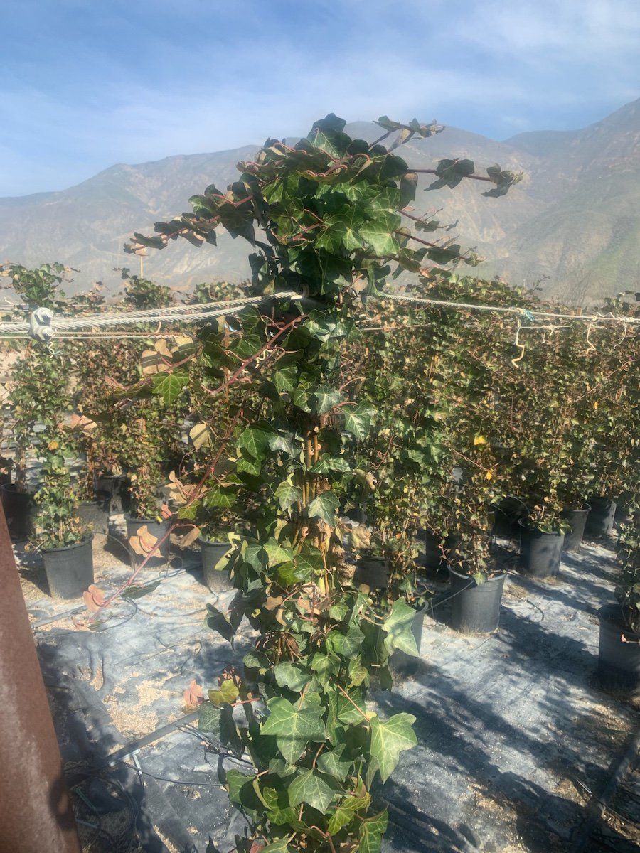 Buy Hedera helix (Staked) (English Ivy) | Bidscape