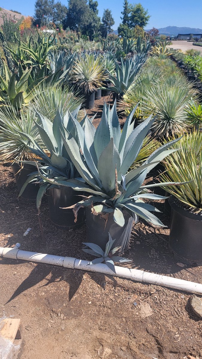 tora　アガベ　ウェベリー　agave weberi warlord Agave Weberi| Large And Beautiful Blue-Green Agave Plant For