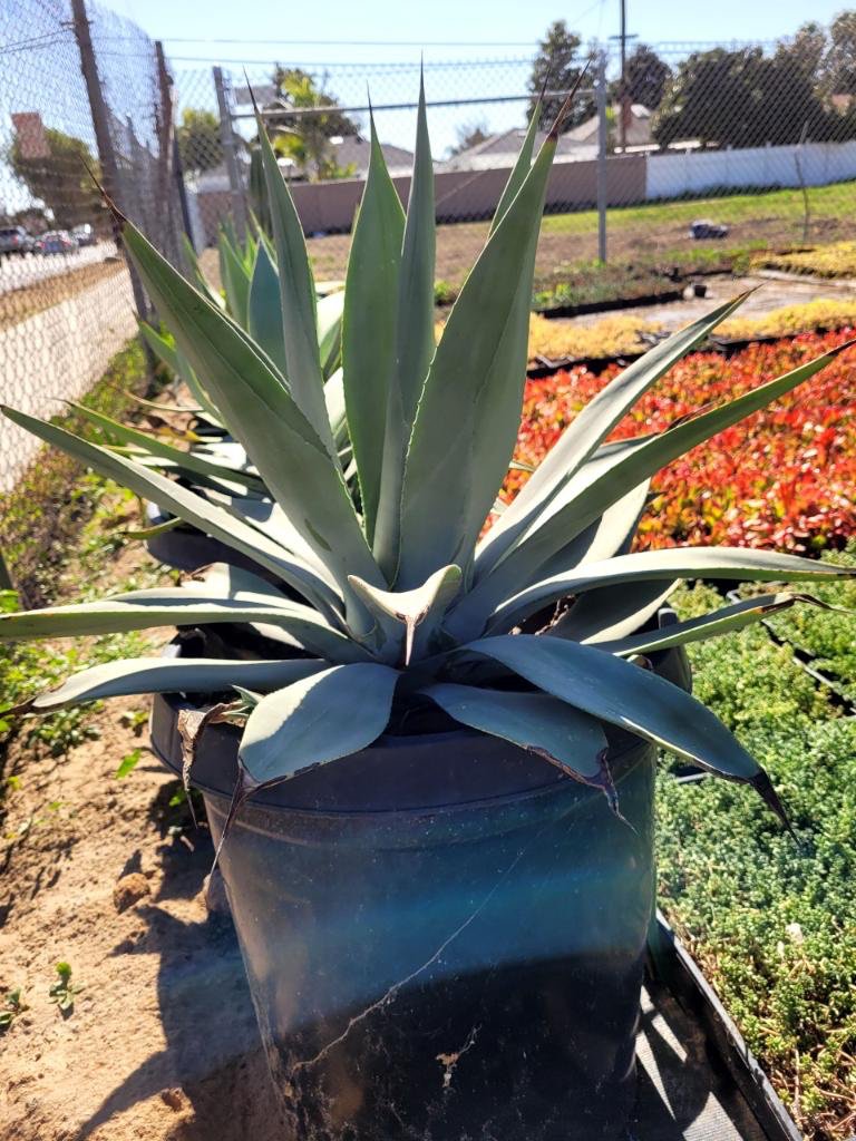 tora　アガベ　ウェベリー　agave weberi warlord Agave Weberi| Large And Beautiful Blue-Green Agave Plant For