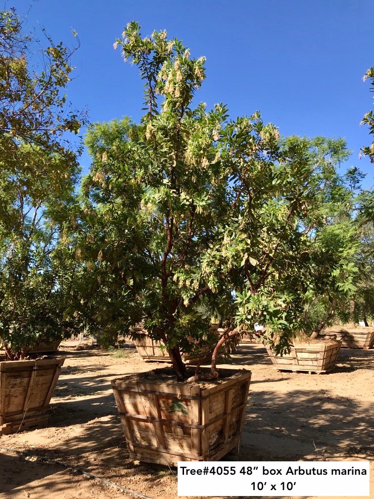 Buy Arbutus 'Marina' (Low Branch) (Marina Strawberry Tree