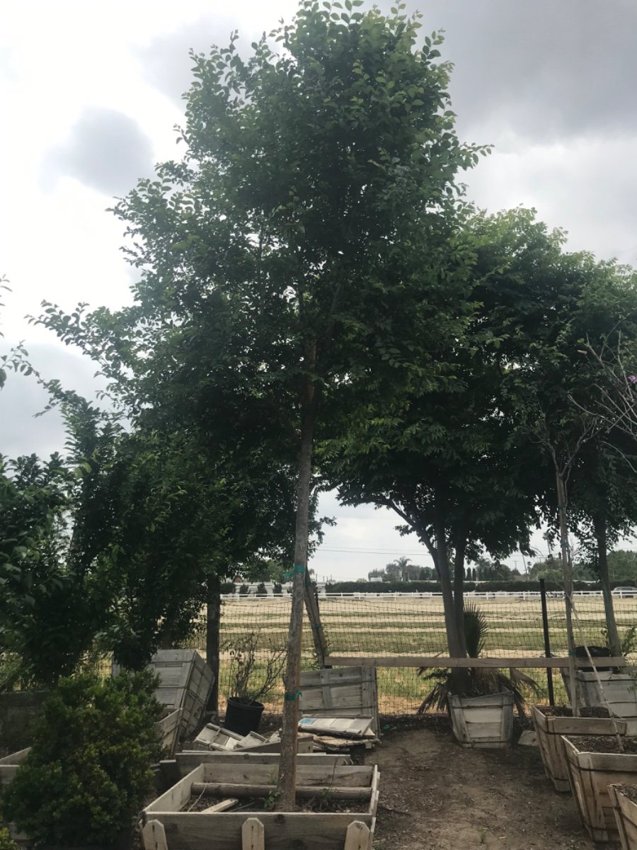 Buy Ulmus parviflora 'True Green' (True Green Chinese Elm