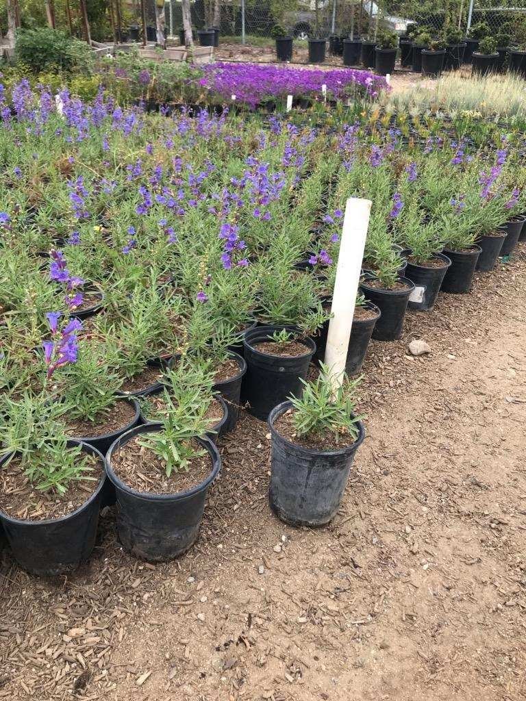 Buy Penstemon heterophyllus 'Margarita BOP'
