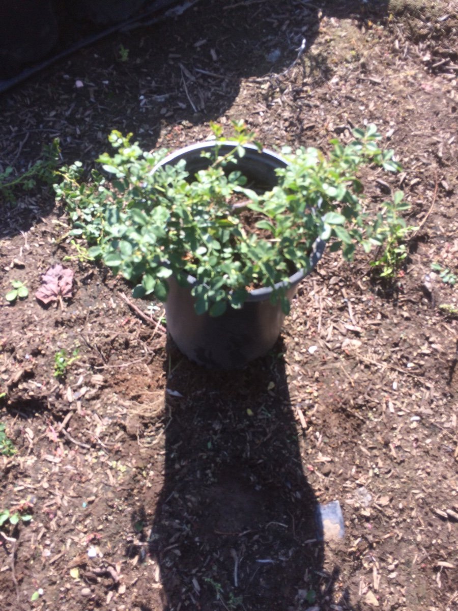 Buy Rosa x 'Noatraum' (Flower Carpet Pink Groundcover Rose)