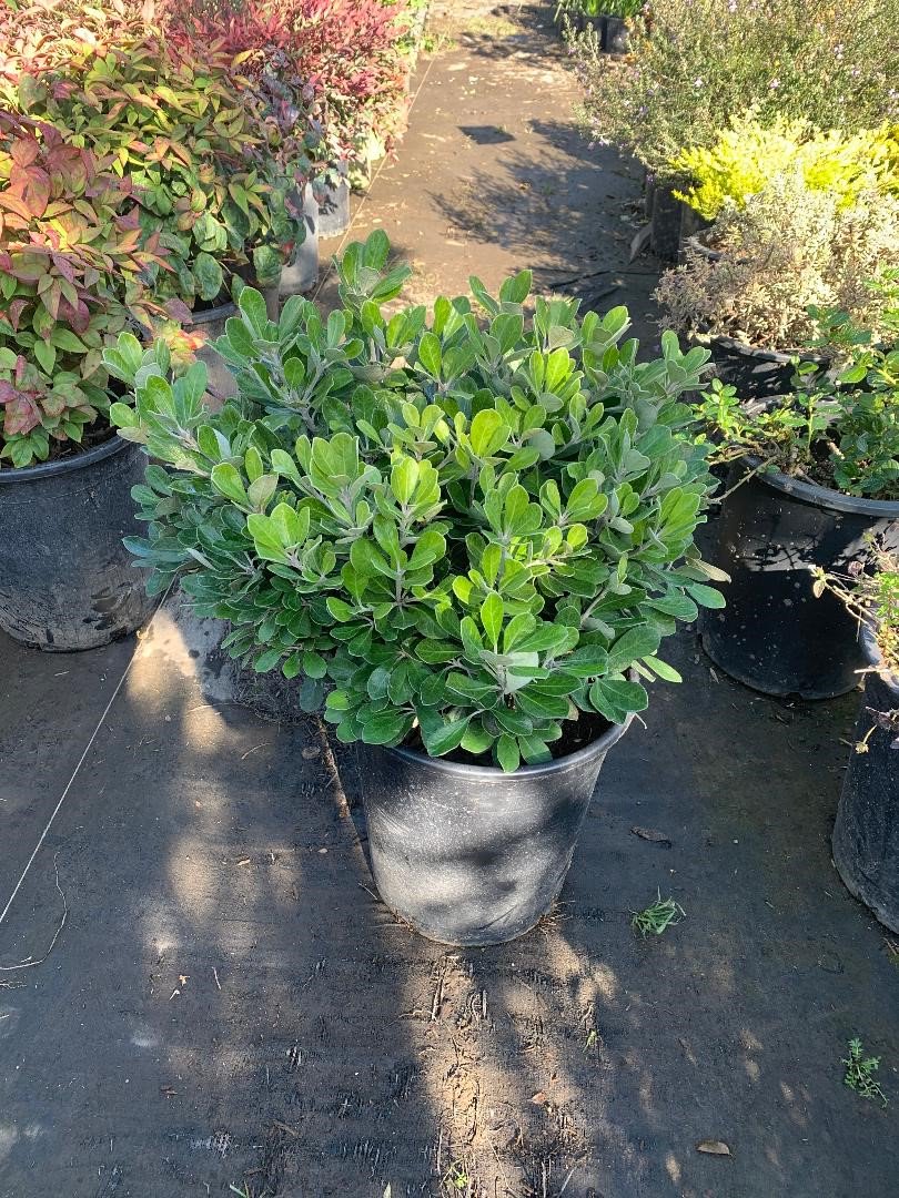 Buy Pittosporum Crassifolium Nana Karo Pittosporum Bidscape 5464