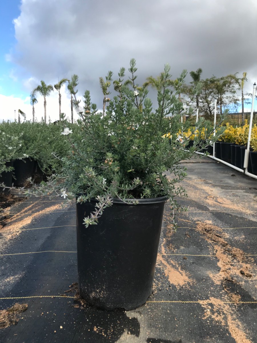 Buy Westringia fruticosa (Coast Rosemary) | Bidscape