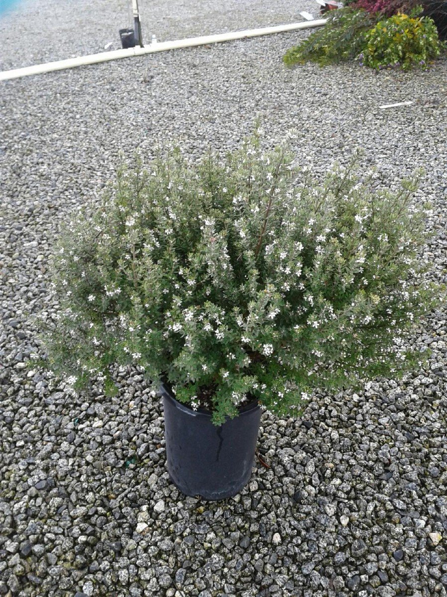 Buy Westringia fruticosa (White) (White Coast Rosemary) | Bidscape
