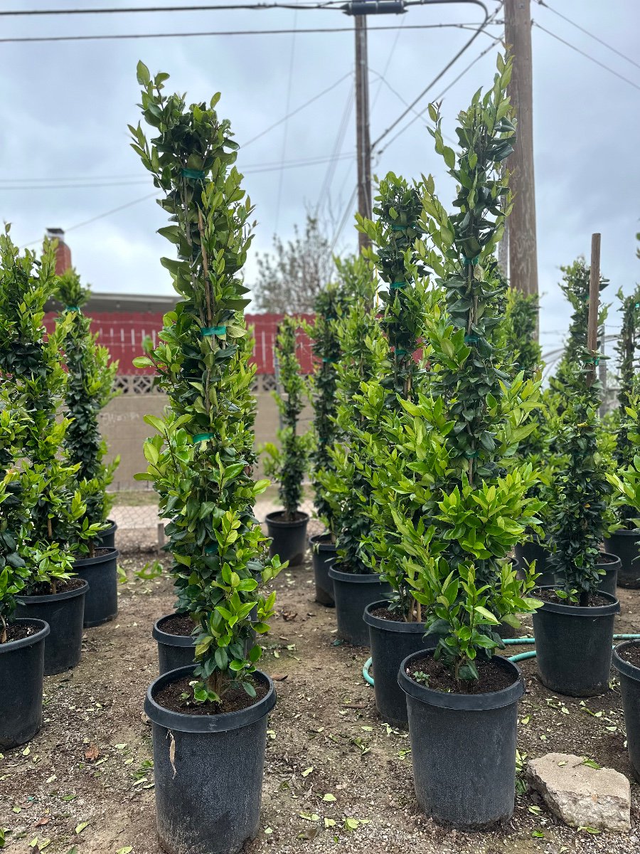 Buy Ligustrum japonicum 'Texanum' (Staked) (Waxleaf Privet japonicum)