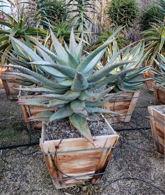 ＡＬＯＥです。 Buy Aloe ferox (Cape Aloe) | Bidscape