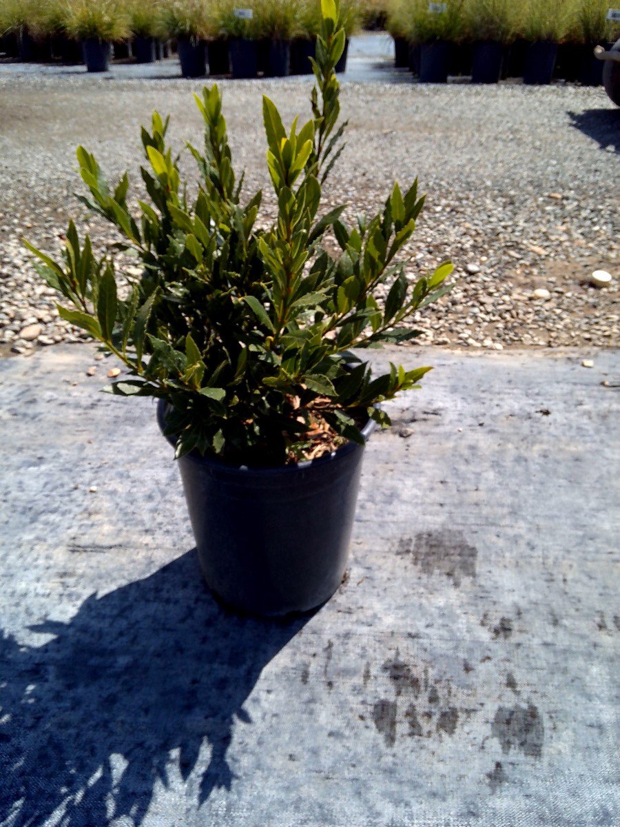 Buy Yucca glauca (Y. angustifolia) (Soapweed Yucca) Bidscape