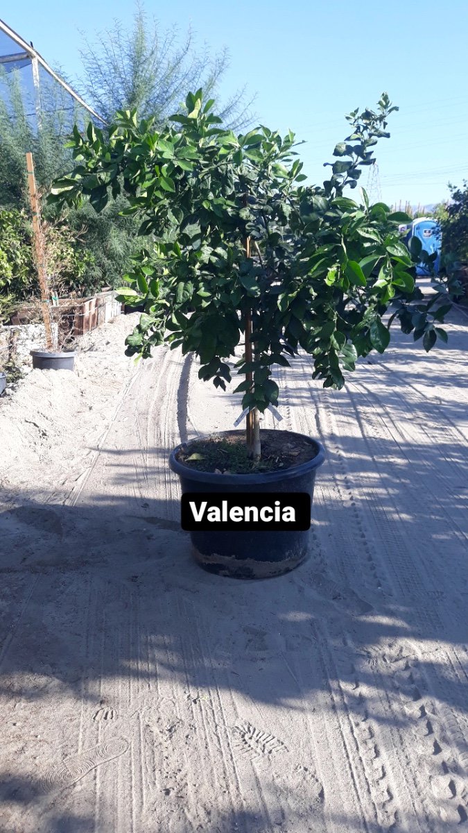 Valencia Orange - Dwarf Tree – Happy Valley Plants