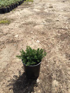 Buy Cercis canadensis 'Hearts of Gold'