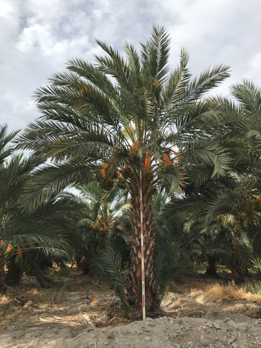 Buy Phoenix dactylifera (Date Palm) | Bidscape