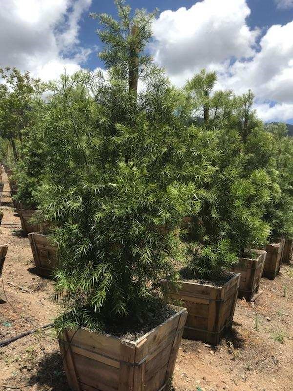 Buy Podocarpus gracilior (low branching column) (Fern Podocarpus)