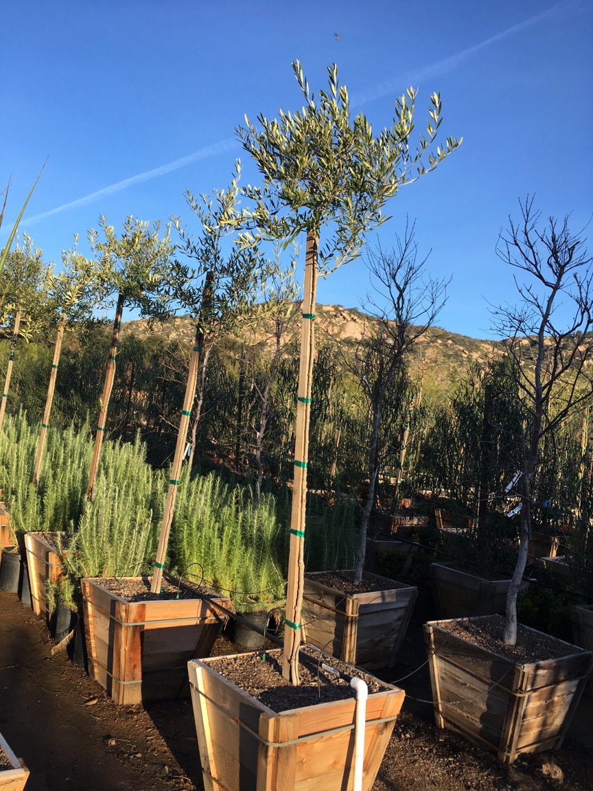 Buy Olea europaea 'Fruitless' (Standard) (Fruitless Olive) | Bidscape