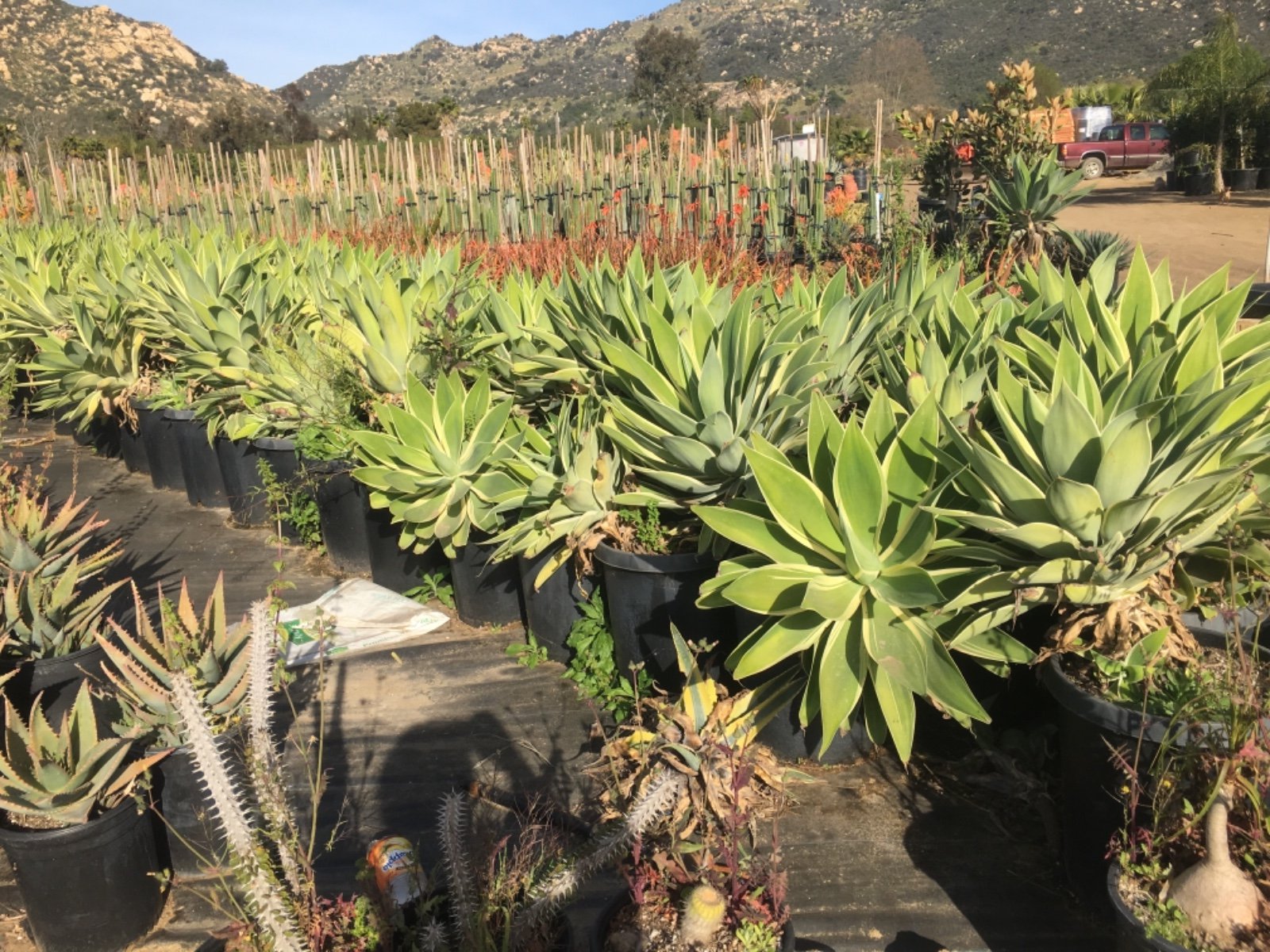 Buy Agave attenuata 'Ray of Light' (Ray of Light Fox Tail Agave)