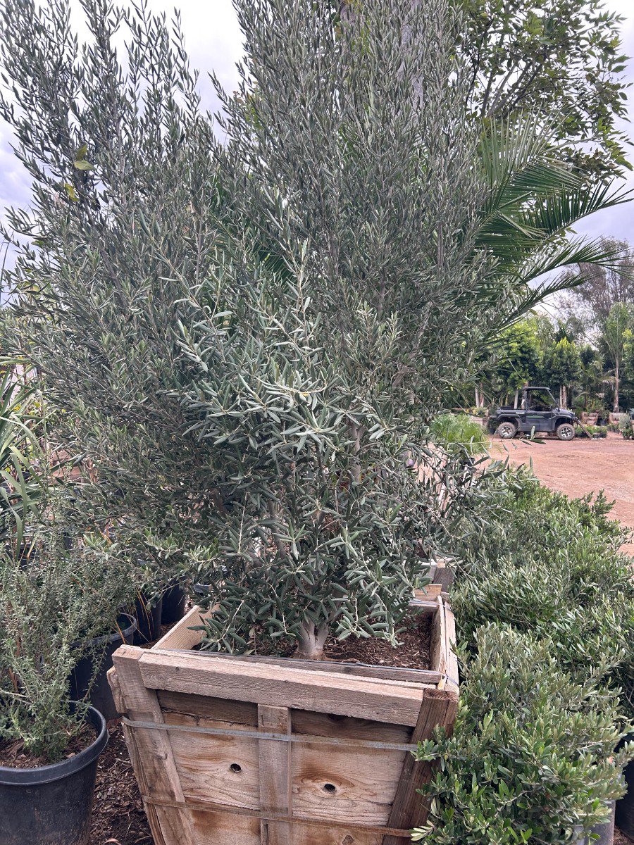 Buy Olea europaea 'Wilsonii' (Standard) (Wilsonii Olive) | Bidscape