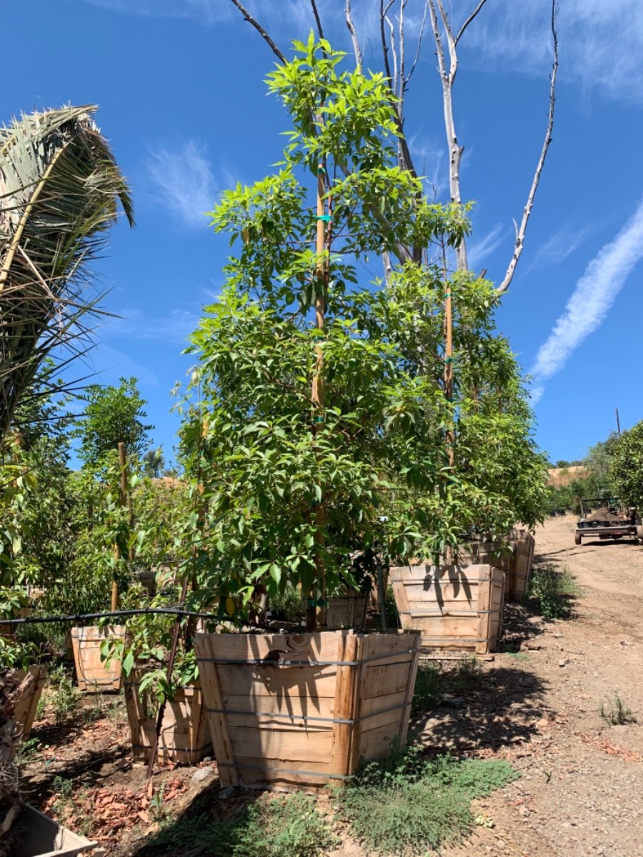 Buy Lophostemon confertus (Tristania conferta)(Low Branching)