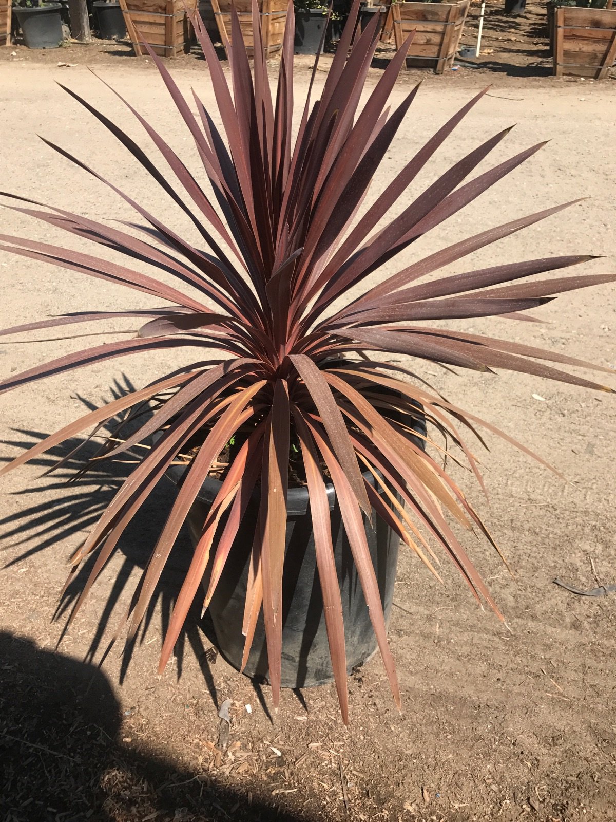 Buy Cordyline australis 'Sunrise' (Sunrise Cordyline) | Bidscape